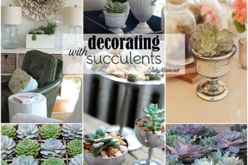 Decorating with Succulents | New Creative Ideas