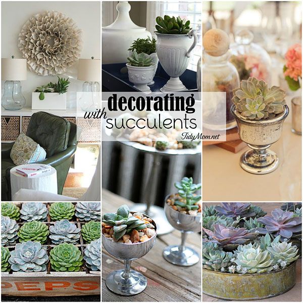 Decorating with Succulents | New Creative Ideas